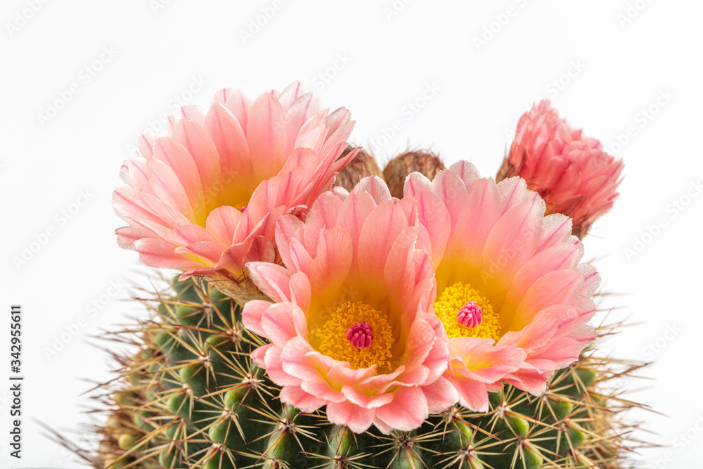 Product: Golden Barrel Cactus (Echinocactus grusonii)